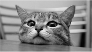 cara-membuat-gambar-menjadi-hitam-putih-dengan-css3