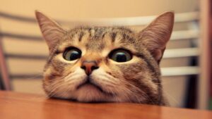 cara membuat gambar menjadi hitam putih dengan css3
