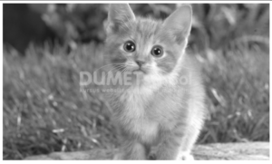 cara merubah gambar menjadi hitam putih dengan javascript
