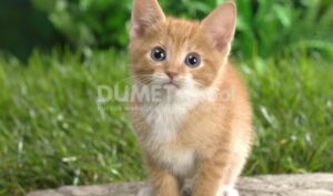 Cara Merubah Gambar Menjadi Hitam Putih dengan Javascript