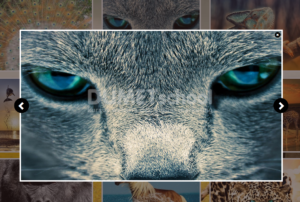 Cara Membuat Slide Show Dengan jQuery Part 2